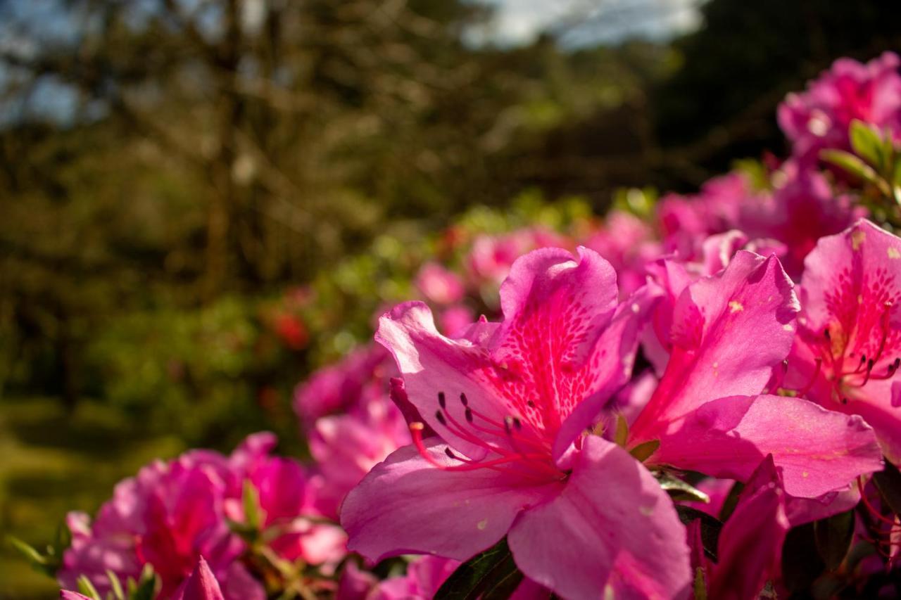 Quinta Da Mo Guest House Furnas  Luaran gambar